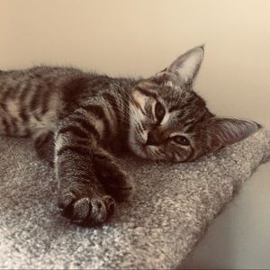 Meet your Posher, Tannis